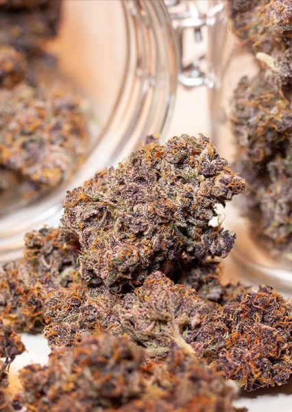 Auto Blackberry Kush - DUTCH PASSION | TanieSianie.pl