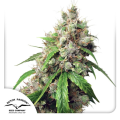 Auto Euforia - DUTCH PASSION
