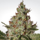 Acid - PARADISE SEEDS | TanieSianie.pl