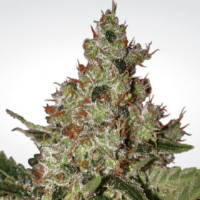 Acid - PARADISE SEEDS | TanieSianie.pl