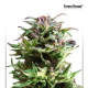 Forest Dream - DUTCH PASSION | TanieSianie.pl
