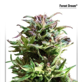 Forest Dream - DUTCH PASSION | TanieSianie.pl