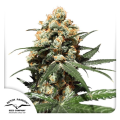 Orange Hill Special - DUTCH PASSION