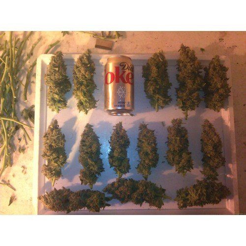 Acid - PARADISE SEEDS | TanieSianie.pl