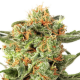 Orange Hill Special - DUTCH PASSION | TanieSianie.pl