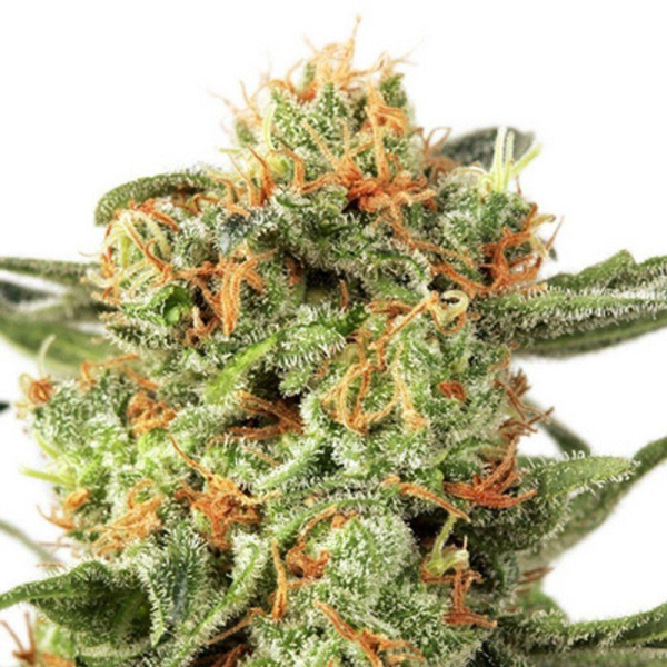Orange Hill Special - DUTCH PASSION | TanieSianie.pl
