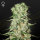 Damnesia - STRAIN HUNTERS | TanieSianie.pl