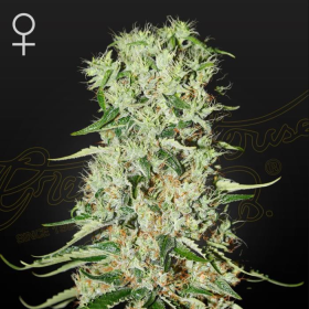 Damnesia - STRAIN HUNTERS | TanieSianie.pl