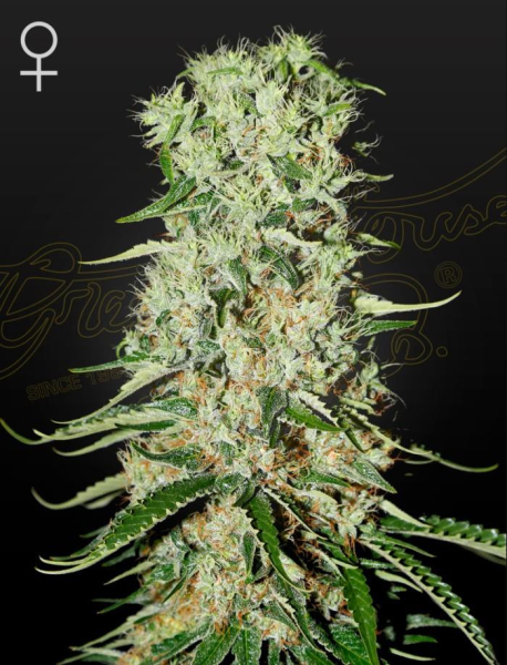 Damnesia - STRAIN HUNTERS | TanieSianie.pl