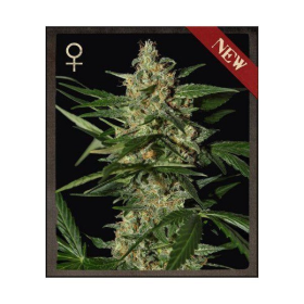 Damnesia Auto - STRAIN HUNTERS | TanieSianie.pl