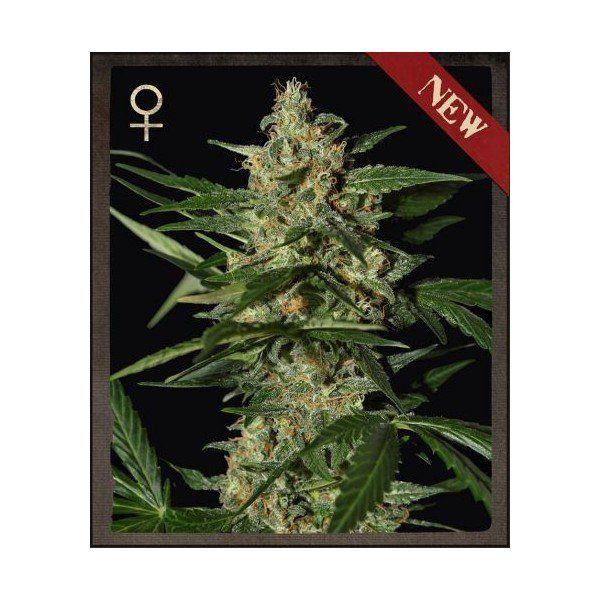 Damnesia Auto - STRAIN HUNTERS | TanieSianie.pl