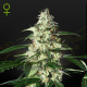 Skunk Auto - STRAIN HUNTERS | TanieSianie.pl