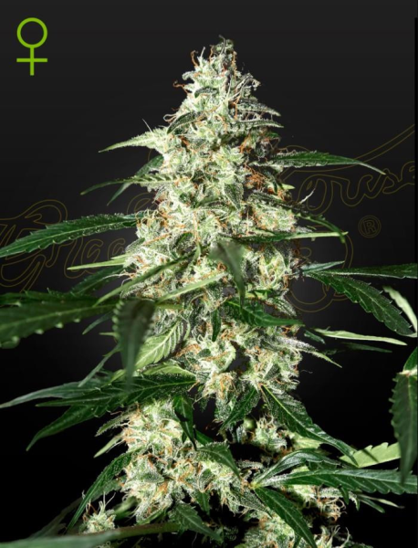 Skunk Auto - STRAIN HUNTERS | TanieSianie.pl