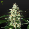 Skunk Auto - STRAIN HUNTERS