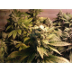 Acid - PARADISE SEEDS | TanieSianie.pl