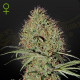 Super Bud Autoflowering - GREEN HOUSE SEEDS | TanieSianie.pl