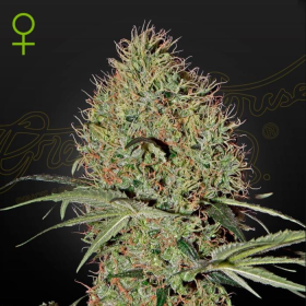 Super Bud Autoflowering - GREEN HOUSE SEEDS | TanieSianie.pl