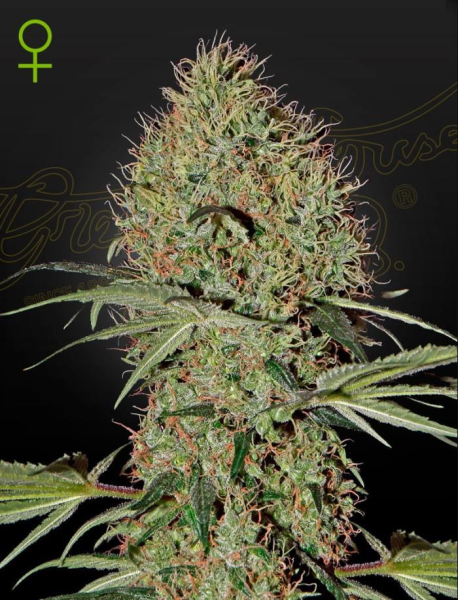 Super Bud Autoflowering - GREEN HOUSE SEEDS | TanieSianie.pl