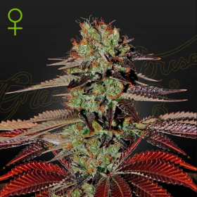 King’s Kush Autoflowering - GREEN HOUSE SEEDS | TanieSianie.pl