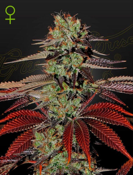 King’s Kush Autoflowering - GREEN HOUSE SEEDS | TanieSianie.pl