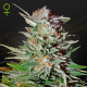 Super Lemon Haze Autoflowering - GREEN HOUSE SEEDS | TanieSianie.pl