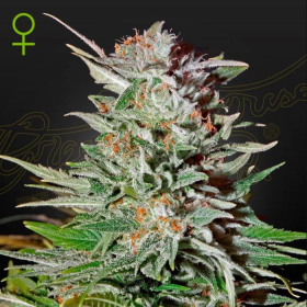 Super Lemon Haze Autoflowering - GREEN HOUSE SEEDS | TanieSianie.pl