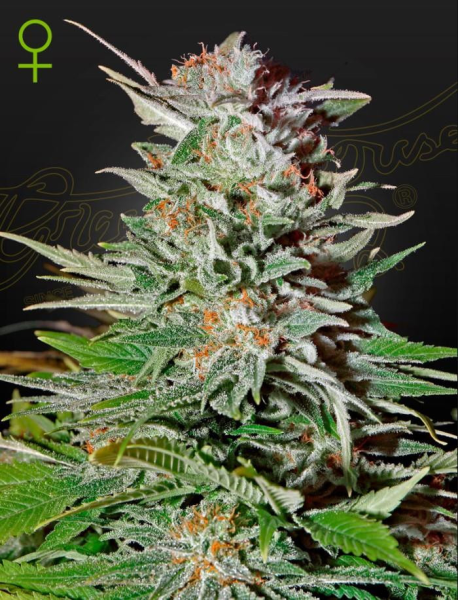 Super Lemon Haze Autoflowering - GREEN HOUSE SEEDS | TanieSianie.pl