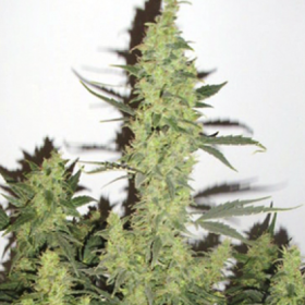 Devil's Kiss XL Auto | TanieSianie.pl