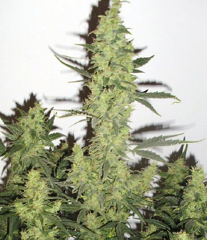 Devil's Kiss XL Auto | TanieSianie.pl