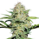 Sensi Skunk Automatic - SENSI SEEDS | TanieSianie.pl