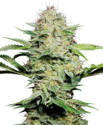Sensi Skunk Automatic - SENSI SEEDS | TanieSianie.pl