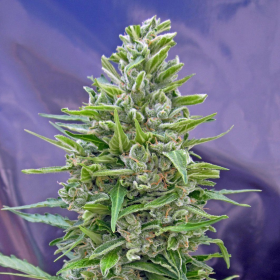 Automatik Mix - 00 SEEDS BANK | TanieSianie.pl