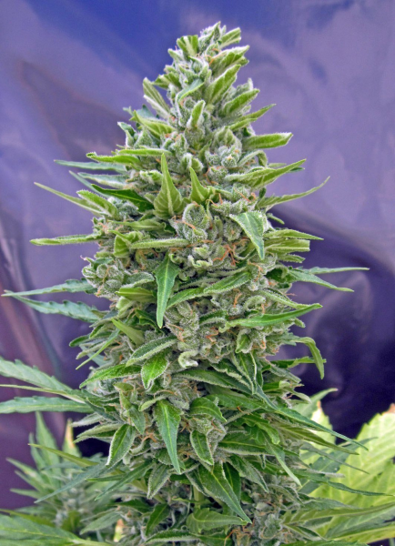 Automatik Mix - 00 SEEDS BANK | TanieSianie.pl