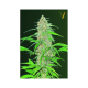 AK 47V - Victory Seeds | TanieSianie.pl