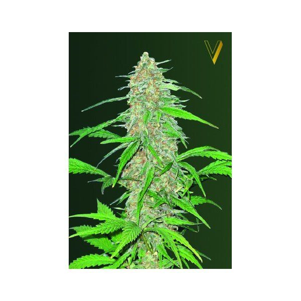 AK 47V - Victory Seeds | TanieSianie.pl