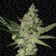 Acid - PARADISE SEEDS | TanieSianie.pl