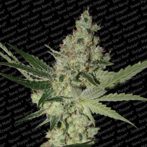 Acid - PARADISE SEEDS | TanieSianie.pl