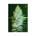 Amnesia Haze - Victory Seeds