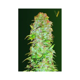 Auto AK47 - Victory Seeds | TanieSianie.pl