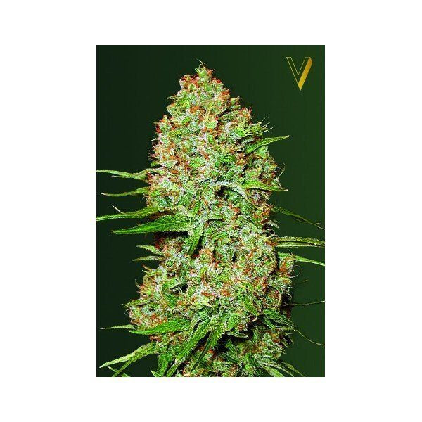 Auto Amnesia - Victory Seeds | TanieSianie.pl