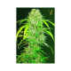 Auto Big Angel - Victory Seeds | TanieSianie.pl