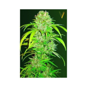 Auto Big Angel - Victory Seeds | TanieSianie.pl