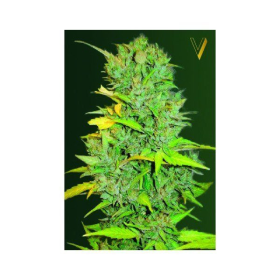Auto Big Bud - Victory Seeds | TanieSianie.pl