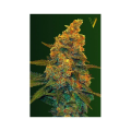 Auto Blue Dream - Victory Seeds