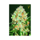Auto Bubblegum+ - Victory Seeds | TanieSianie.pl