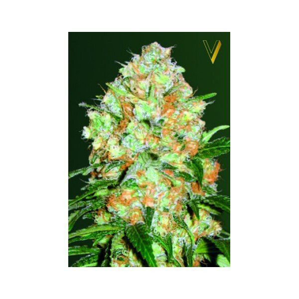 Auto Bubblegum+ - Victory Seeds | TanieSianie.pl