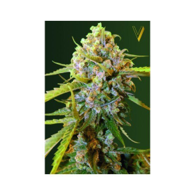 Big Bud - Victory Seeds | TanieSianie.pl
