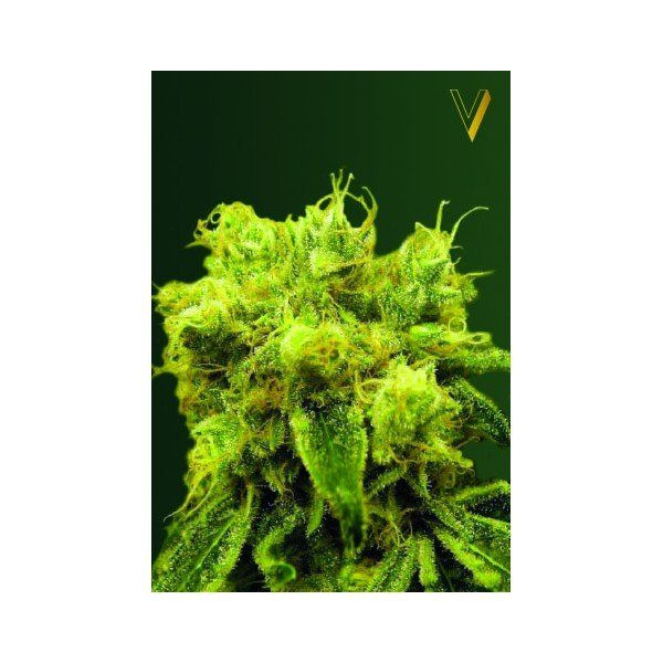Blue Dream - Victory Seeds | TanieSianie.pl