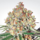 Auto Wappa - PARADISE SEEDS | TanieSianie.pl