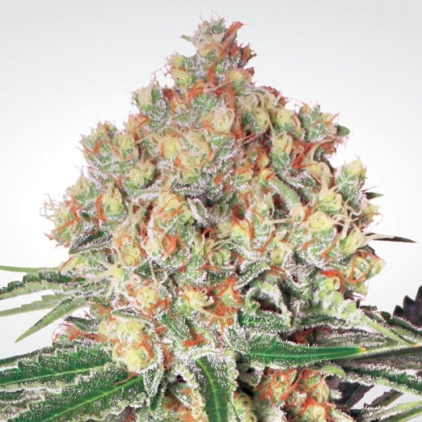 Auto Wappa - PARADISE SEEDS | TanieSianie.pl